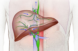 animation of Normal liver lymphatic system